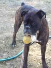le Boxer Armani en photo